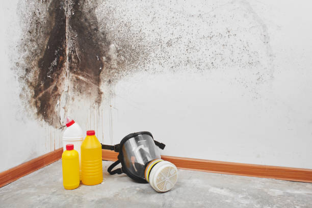 Best Mold Testing and Inspection Services in Gerdine, AL