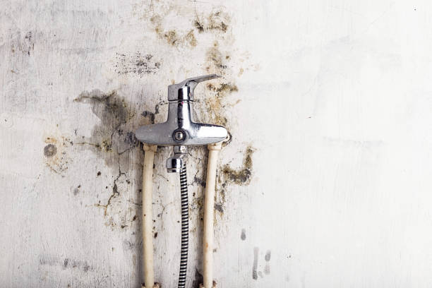 Best Mold Remediation for Schools in Gerdine, AL
