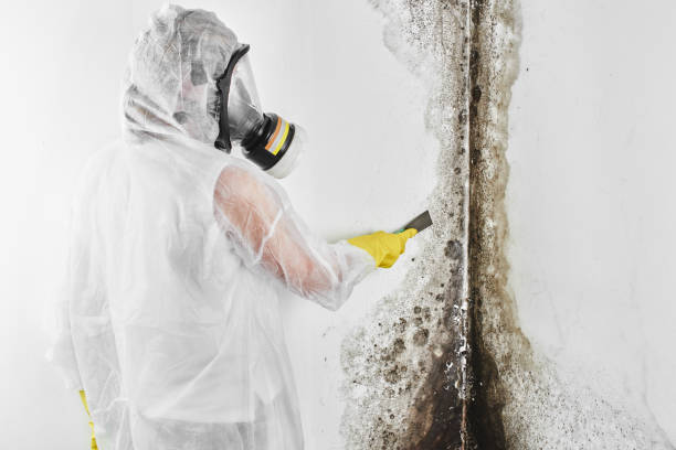 Best DIY Mold Remediation Support Services in Gerdine, AL