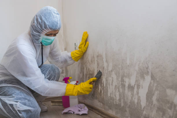 Trusted Geraldine, AL Mold Remediation Experts