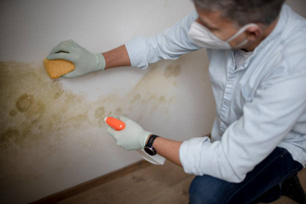 Best Preventive Mold Services in Gerdine, AL