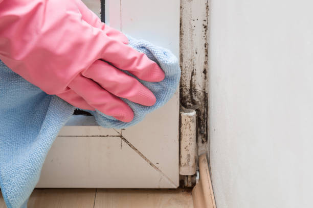 Best Kitchen Mold Remediation in Gerdine, AL